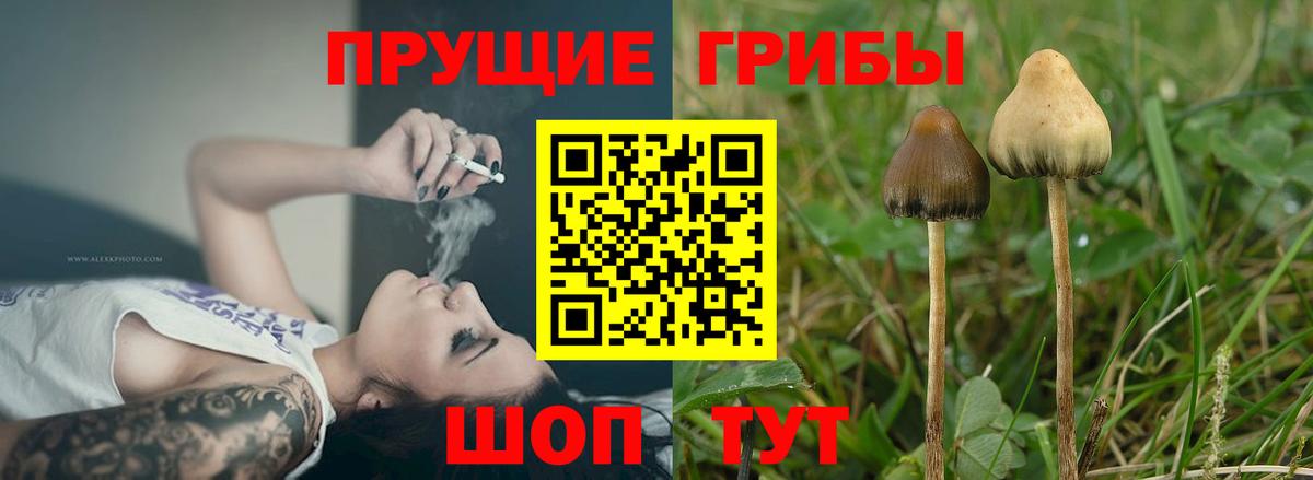 Галлюциногенные грибы Psilocybine cubensis Сунжа